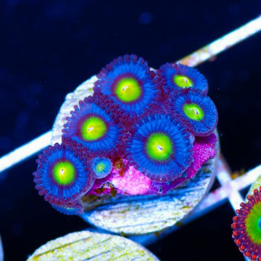 WWC AOI Zoanthids
