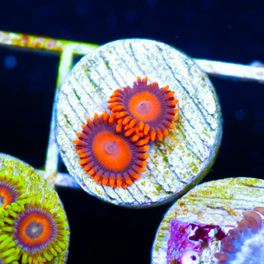 Orange Hornet Zoanthids