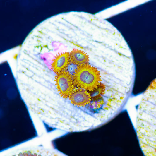 OG Pikachu Zoanthids