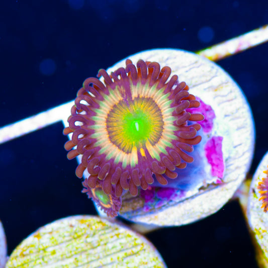 Gonzos Citrus Cooler Zoanthids #1