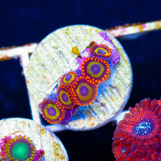 OG Fruit Loop Zoanthids