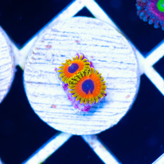 OG Great Owl Zoanthids #2