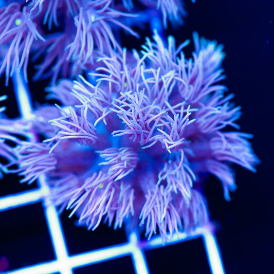 Awesome Aussie Goniopora #1