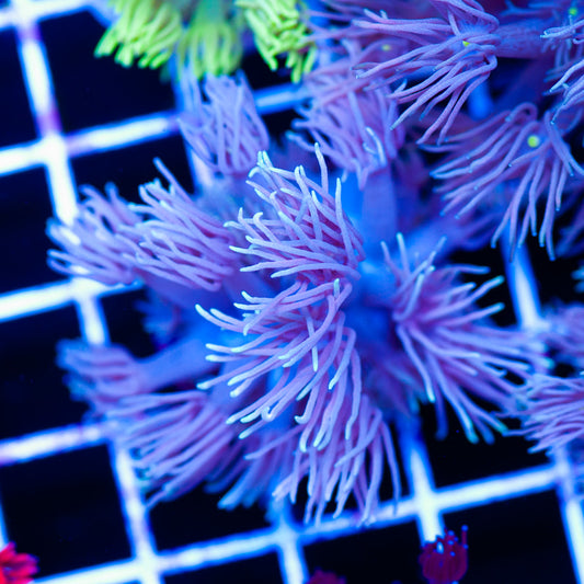 Awesome Aussie Goniopora #2