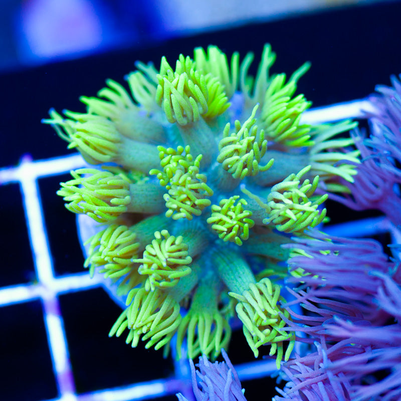 Awesome Aussie Goniopora #3