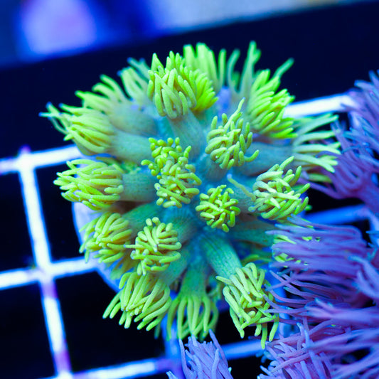 Awesome Aussie Goniopora #3