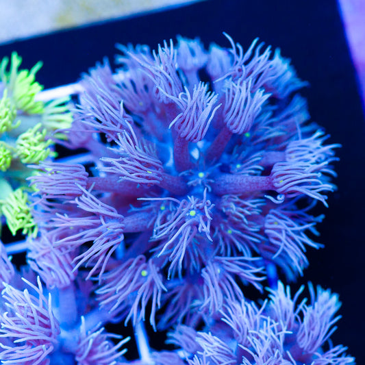 Awesome Aussie Goniopora #40