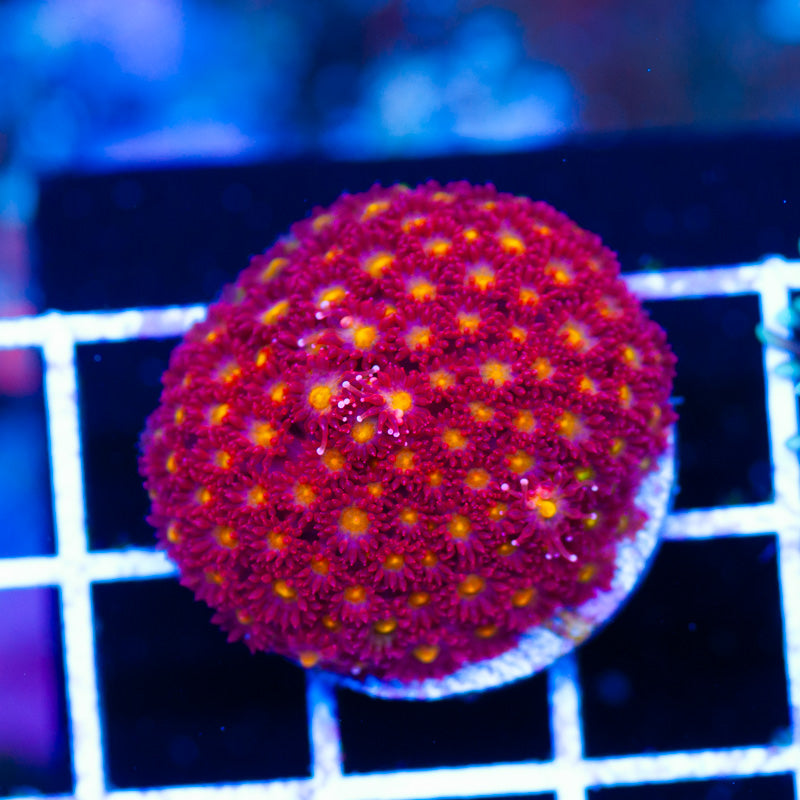 CC Rising Sun Bernardapora Goni