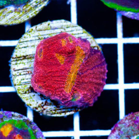 SM Bahama Mama Chalice