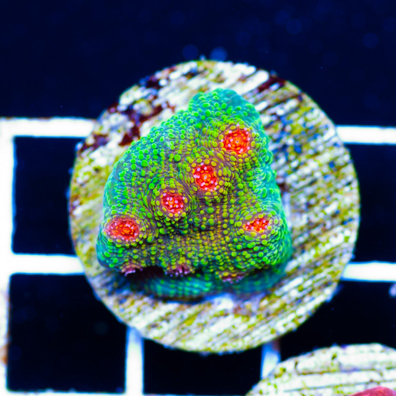 Bubblegum Monster Chalice