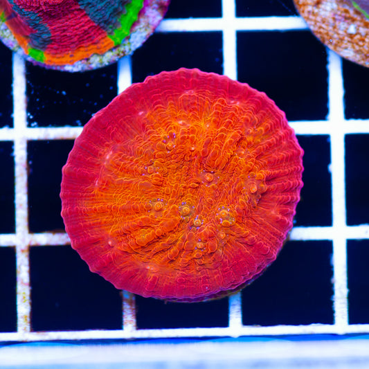 ARC Ludicrous Chalice