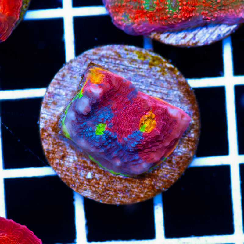 SC Rainbow Dynamite Chalice