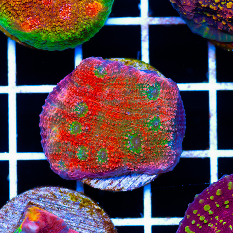 CC Red Dragon Chalice