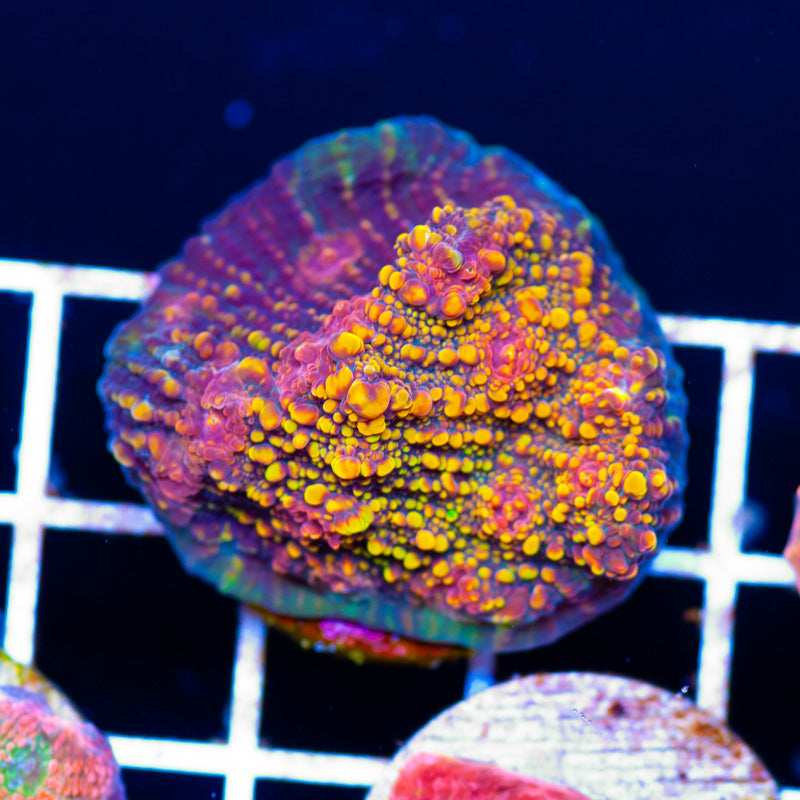 Jimmies Orange Sherbert Chalice