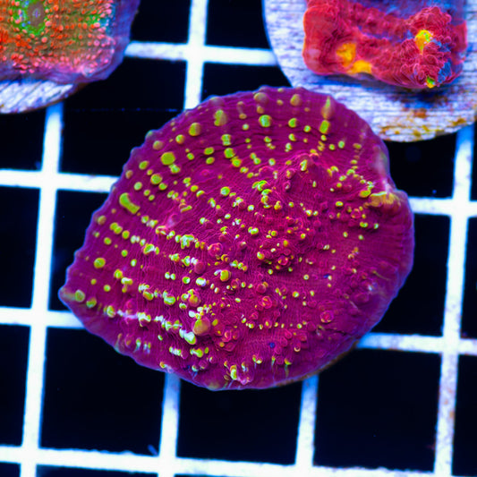 JF Goldmeister Chalice