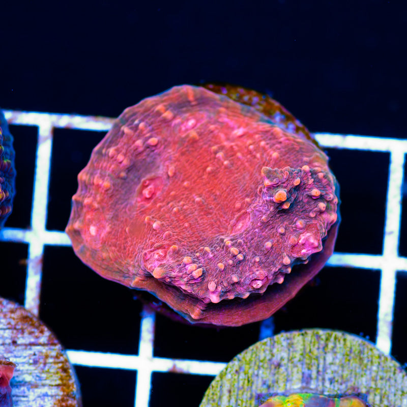 CC Cherries Jubilee Chalice