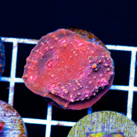 CC Cherries Jubilee Chalice