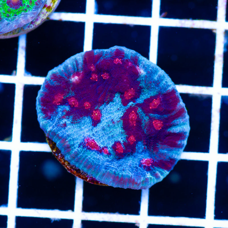 JF Red Hellspawn Chalice