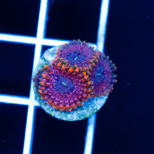 OG Fairy Fart Zoanthids