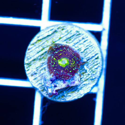 OG Grim Reaper Zoanthid