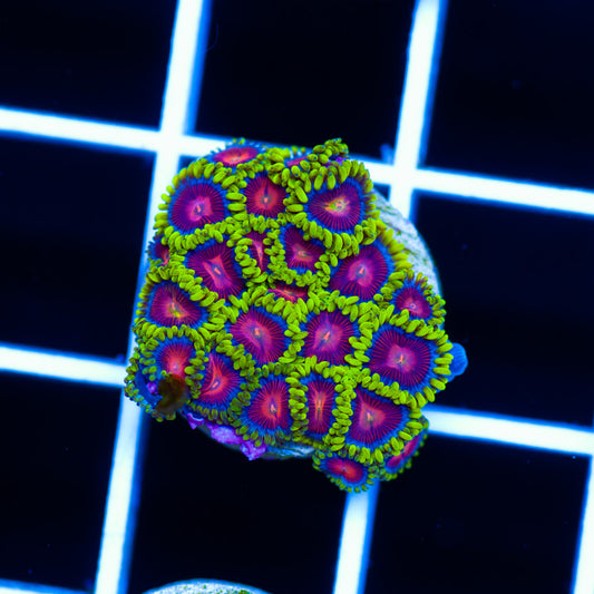 CC Spitfire Zoanthids