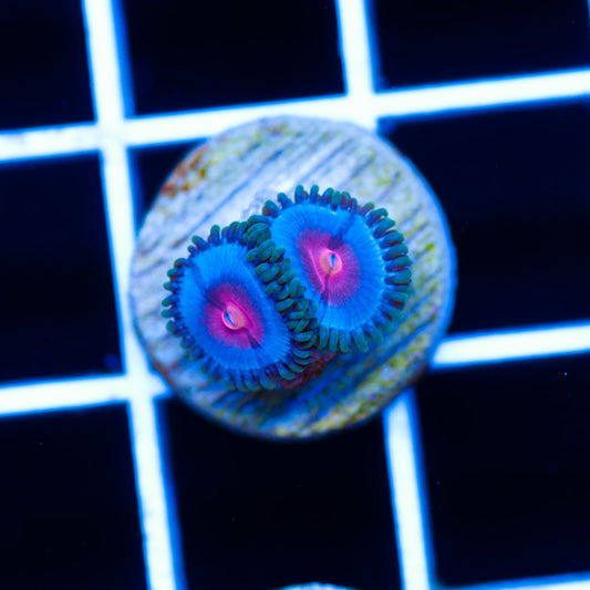 Miami Vice Zoanthids #1
