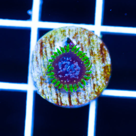 Purple Monster Zoanthids #2
