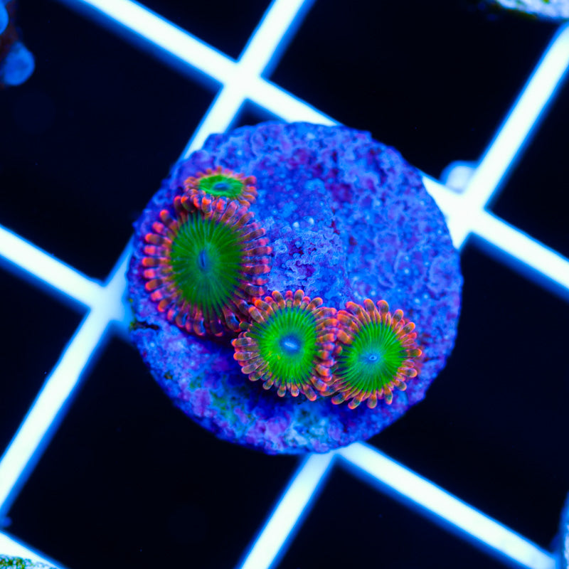 OG Oompa Loompa Zoanthids