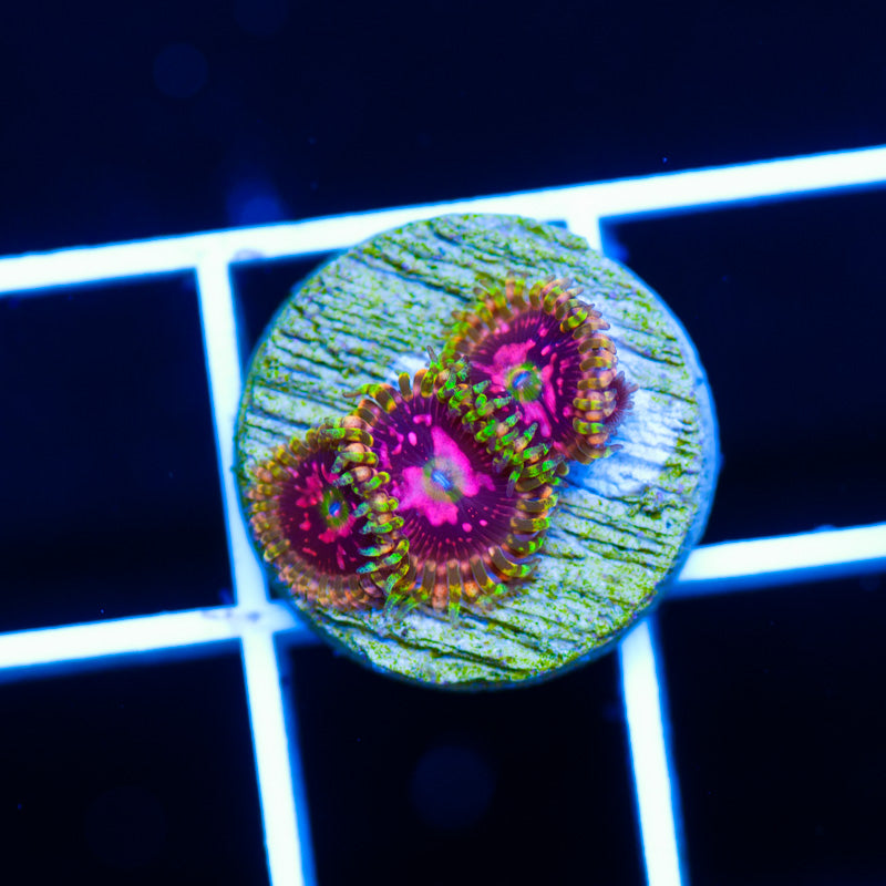 Big R Space Chaos Zoanthids