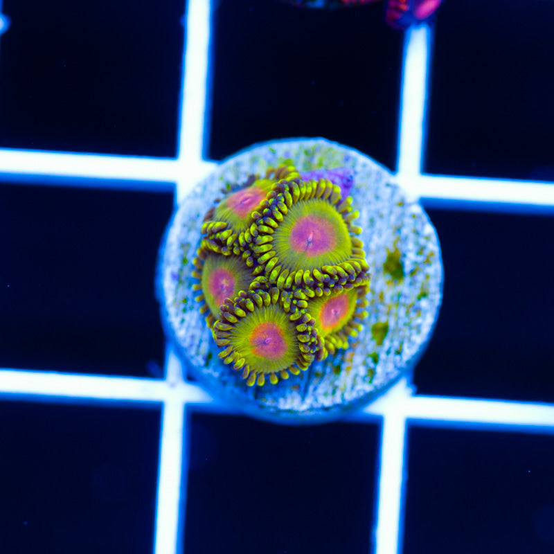 Golden Gods Zoanthids