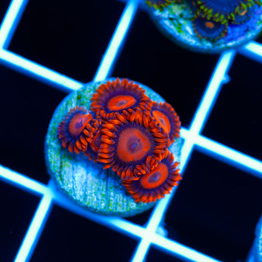 Orange Hornet Zoanthids