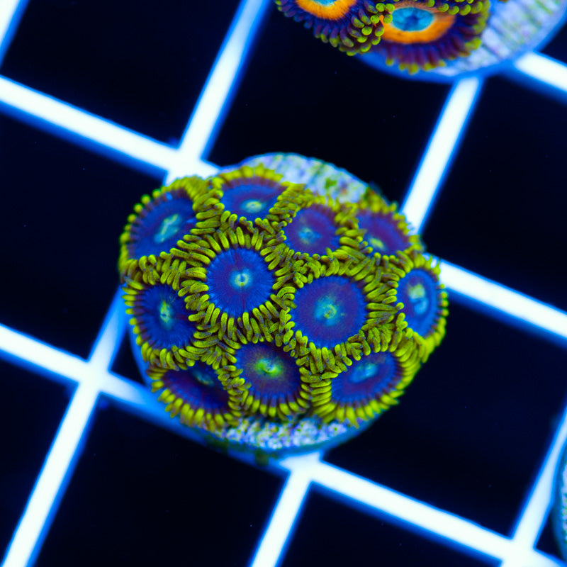 CC Baham Blue Zoanthids