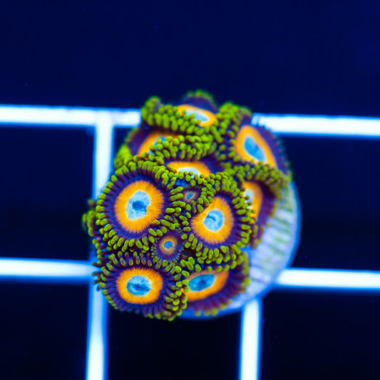 OG Scrambled Egg Zoanthids #2