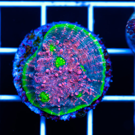 Pink Watermelon Chalice