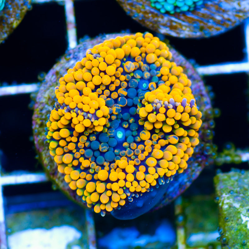 Florida Ricordea #14