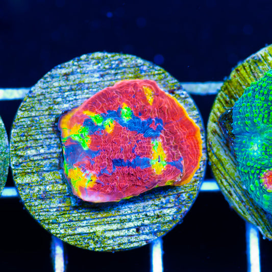 SC Rainbow Dynamite Chalice #2