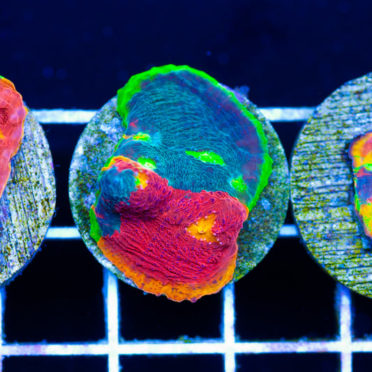 Jelly Bean Chalice #2