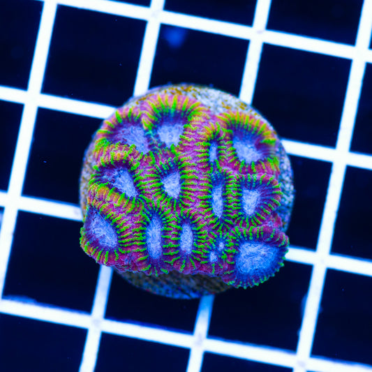 KO Burning Passion Favia