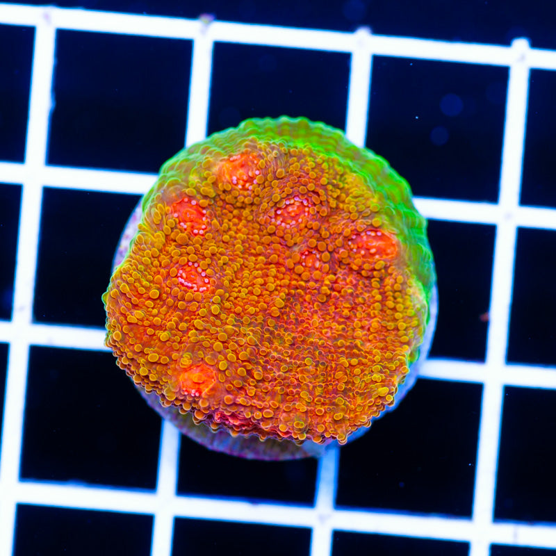 CC Morphin Mummy Eye Chalice