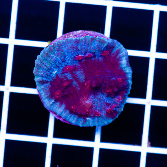 JF Red Hellspawn Chalice