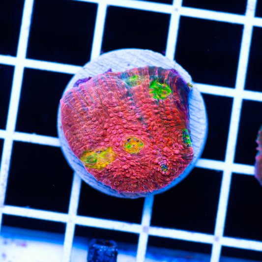 Pink Bewbies Chalice