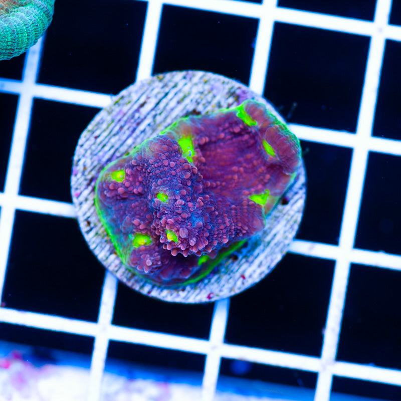 Watermelon Chalice #2