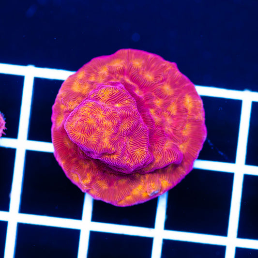 CC Rising Sun Leptoseris