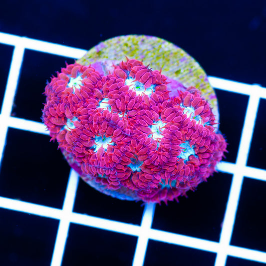 CC Fire n Ice Blastomussa