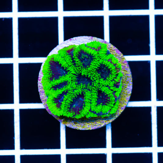 CC Green Goblin Favia