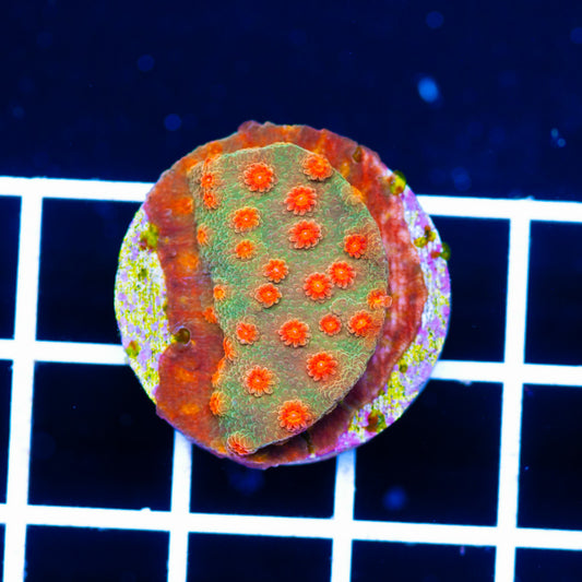 CC Solar Flare Cyphastrea