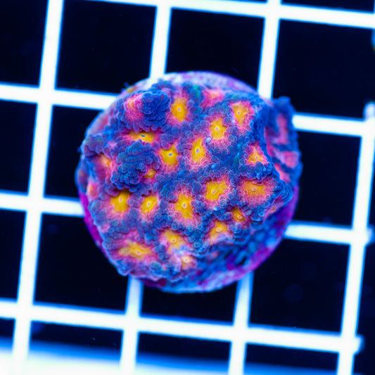 CC Space Cakes Favia