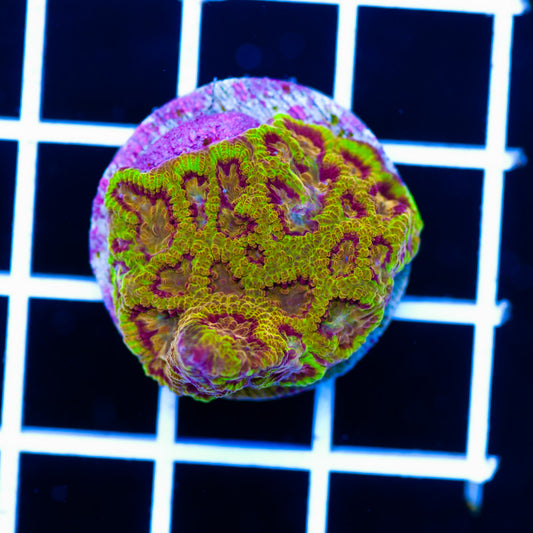 WA Scorpion King Favia