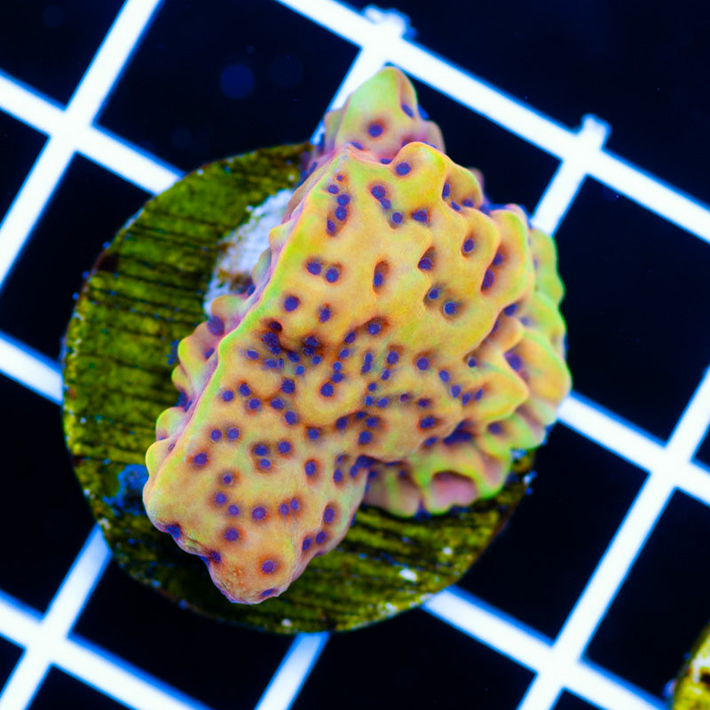 RR Crazy T Montipora