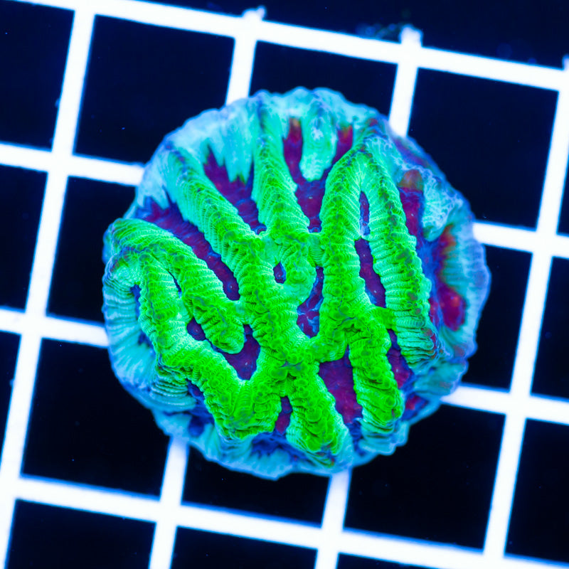 CC Fire and Ice Maze